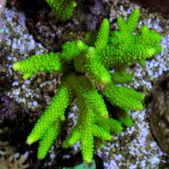 Acropora formosa (verde)